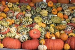 seasonal pumpkins decoration