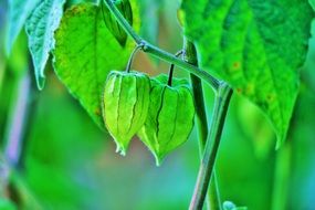 green fruit of Cape gooseberry
