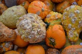 delicious hokkaido pumpkins october