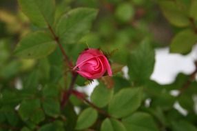 bud of a pink rose on a lush green bush