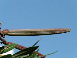 oleander fruit grows on the bush