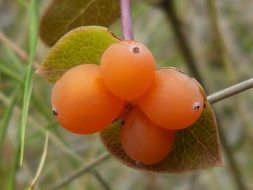 orange colored honeysuckle berries on twig among the plants