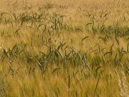 green spikelets among the dry field