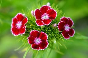 four Colour Blossoms