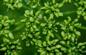 natural green plants close-up