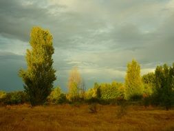 landscape-poplars-distant-cloudy
