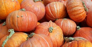 october harvest of pumpkins