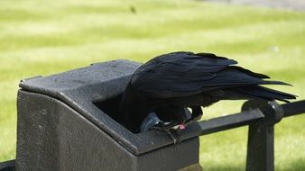 raven in trash can