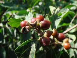 brown berries on a bush under the bright sun