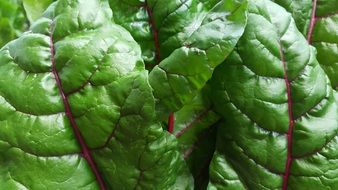 green healthy lettuce