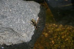 yellow wasp drinking water from stone