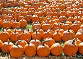 Pumpkin in a row on the field