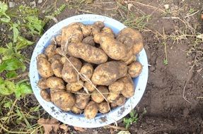 just dug up potatoes in bowl on soil
