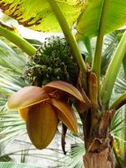 blooming banana plant