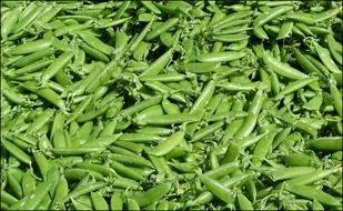 green fresh healthy beans