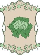 garden lettuce vegetable drawing