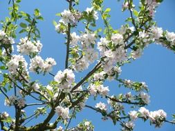 apple tree blossom at sunny day