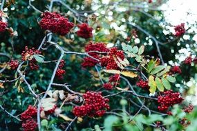 clusters of red berries on a tree