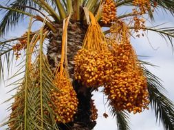 date palm close