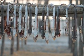 Picture of dry fish are hanging