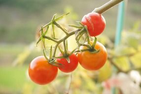 Red and orange tomatoes on the branch