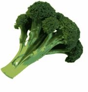 healthy green broccoli