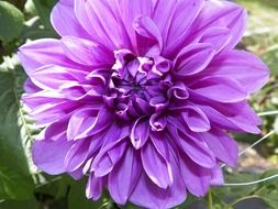 lilac dahlia close-up