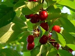 ripe red cherry on a tree under the rays of the sun