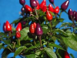 violet and red ornamental peppers