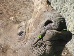 portrait of rhinoceros with a green blade