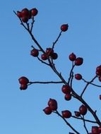 rose hip against the blue sky