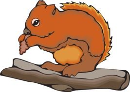 drawing of a squirrel with a nut on a tree branch