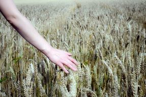 walking on the wheat field