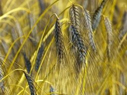 emmer ears in field