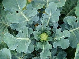cauliflower plant