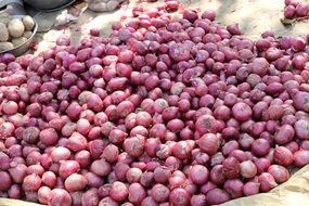 harvest of red onion