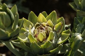 artichoke head
