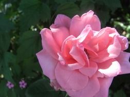 pink rose close-up