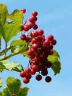 common snowball berries