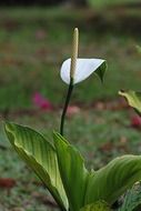 white calla