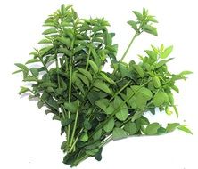 sweet leaves like a vegetable