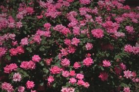 lush bushes with roses close up