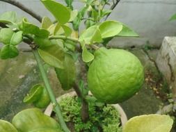 green lime growing on a tree