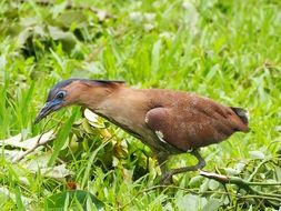 Nycticorax nycticorax or black crowned