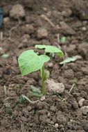 small beans green seedling