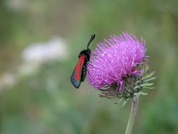 red and black butterfly on purple flower close up