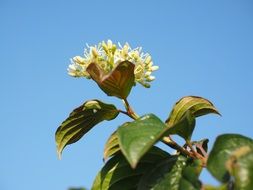 red dogwood blossom