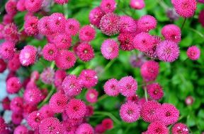 natural blossom of pink flower