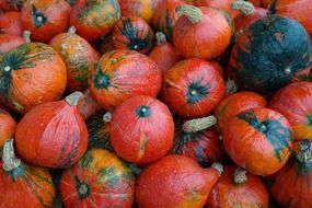 red giant pumpkins