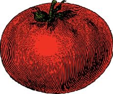 big ripe tomato drawing